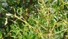 lentisco - immagine per forum giardinaggio.jpg lentisco - immagine per forum giardinaggio.jpg