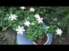 GARDENIA GIAPP..jpg