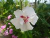 hibiscus speciosus.jpg