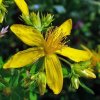 hypericum-perforatum-c.jpg