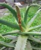 germoglio_aloe3.jpg