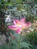2012-08-15_14.43.34.jpg