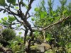 bonsai 1.jpg