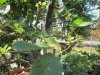 bonsai 3.jpg