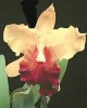 1cattleya_dowiana.jpg