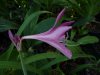 Hippeastrum reticulatum var striatifolium.jpg