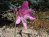 Hippeastrum reticulatum var. striat..jpg