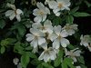 rosa sempervirens 2 - Copia.JPG