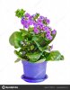 depositphotos_149485212-stock-photo-violet-calandiva-flowers-kalanchoe.jpg