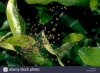 spiderlings.jpg