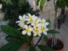 plumeria maui sunrise - Copia.JPG