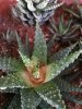 haworthia2 (2).jpg