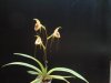 paphiopedilum adductum 3 - Copia.JPG