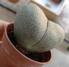 pleiospilos 1.jpg