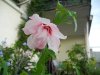 hibiscus rosa.jpg