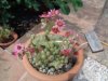 DSC04115.JPG