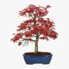 acer-palmatum-deshojo-acero-41-cm.jpg