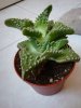 Faucaria1.jpg