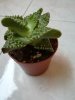 Faucaria2.jpg Faucaria2.jpg