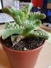 Faucaria3.jpg