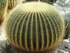 echinocactus-grusonii-cactus-830x623.jpg