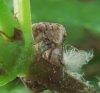 2019-7 PSEUDOMETCALFA.JPG