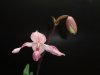 paphiopedilum del rosi 2 - Copia.JPG