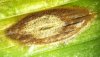 rz-Mycosphaerella-macrospora---iris.jpg