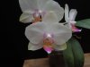 phal orchid world x macalau quenn 2.JPG