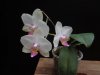 phal orchid world x macalau quenn.JPG
