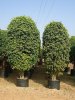 ficus-benjamina-500x500.jpg