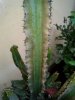 cactus 1.jpg