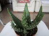 Succulenta1-Lato.jpg