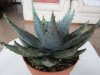 Succulenta2-Lato.jpg