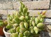 Crassula.jpg