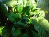 DSCN1412.jpg