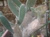 cactus web.JPG