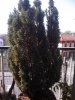 IMG_20120906_161543.jpg