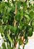 very hot pepper.jpg