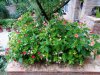 DSC04312 - Copia.JPG