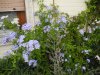 plumbago 2.jpg