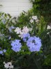 plumbago.jpg