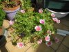 portulaca 1.jpg