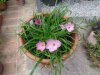 zephirantes rosea - Copia.JPG