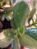 crassula2.jpg