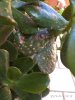 crassula3.jpg