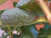 crassula4.jpg