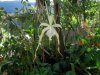 brassavola cucullata.JPG