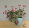 2019-6 KALANCHOE SISSI.JPG