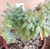 echeveria crestata morente.jpg